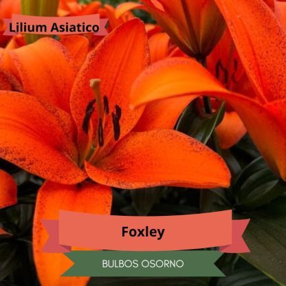 Pack Bulbos Lilium Asiáticos - Imagen 3