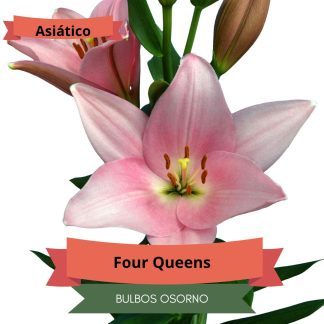 Bulbos de Lilium Asiático Rosado