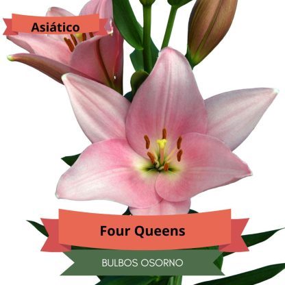 Pack Bulbos Lilium Asiáticos - Imagen 5