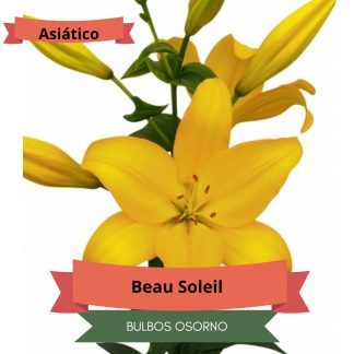 Bulbos de Lilium Asiático Amarillo
