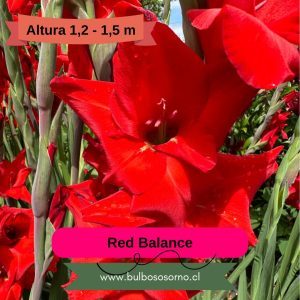 Pack Cormos de Gladiolo Red Balance