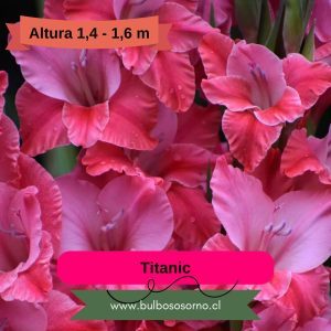 Pack Cormos de Gladiolo Titanic