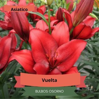 Bulbos de Lilium Asiático Rojo
