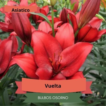 Pack Bulbos Lilium Asiáticos - Imagen 6