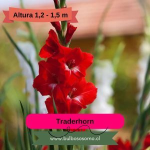 Pack Cormos de Gladiolo Traderhorn