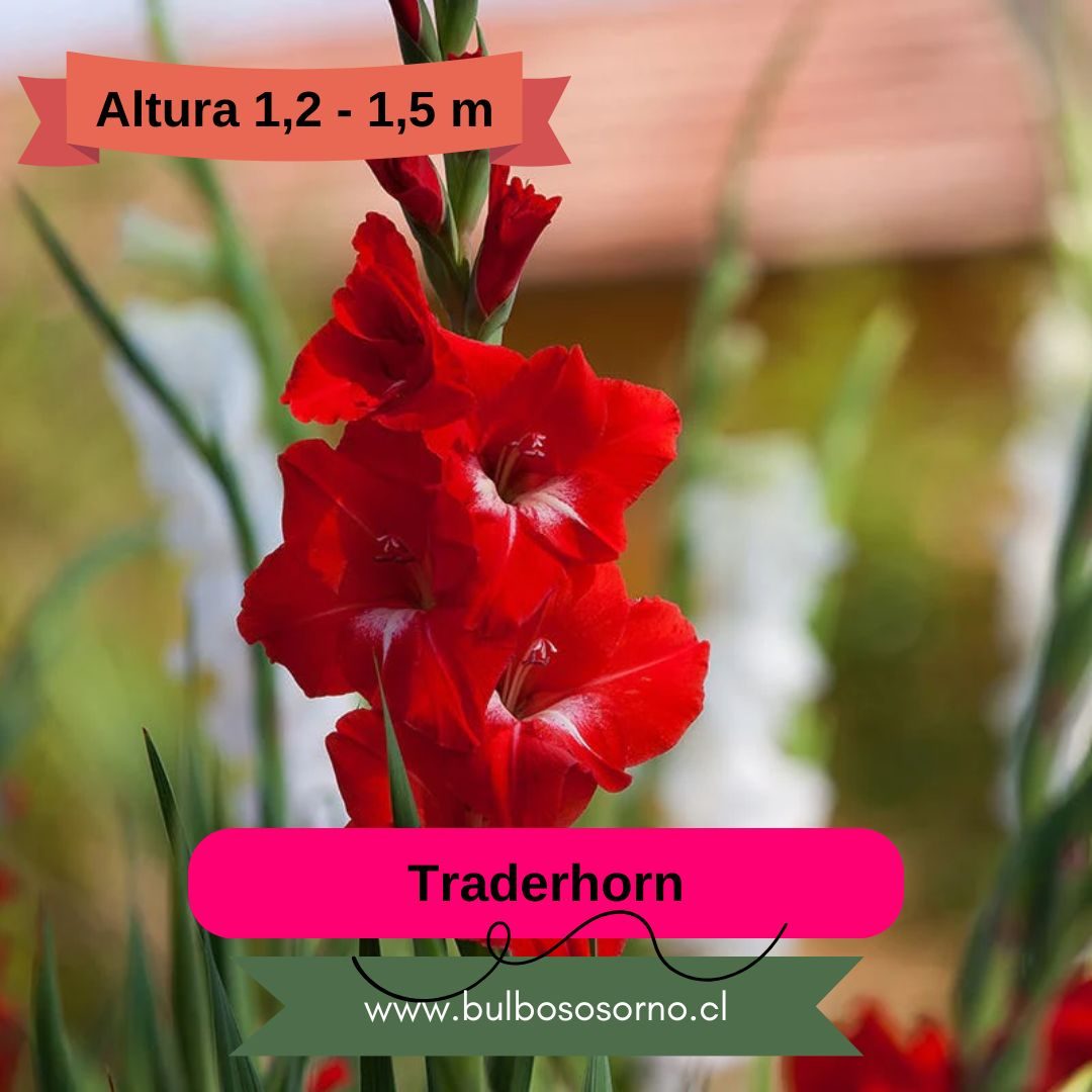 Pack Cormos de Gladiolo Traderhorn