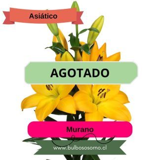 Bulbos de Lilium Asiático Amarillo