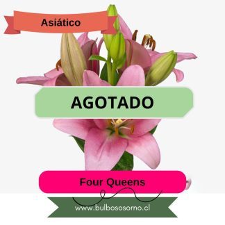 Bulbos de Lilium Asiático Rosado