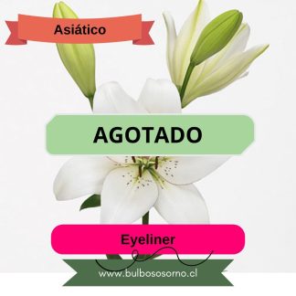 Bulbos de Lilium Asiático Blanco Eyeliner