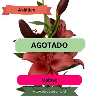 Bulbos de Lilium Asiático Rojo