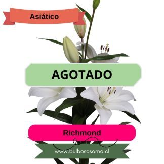 Bulbos de Lilium Asiático Blanco