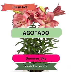 Bulbos Lilium Pot (enanos)