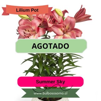 Bulbos Lilium Pot (enanos)