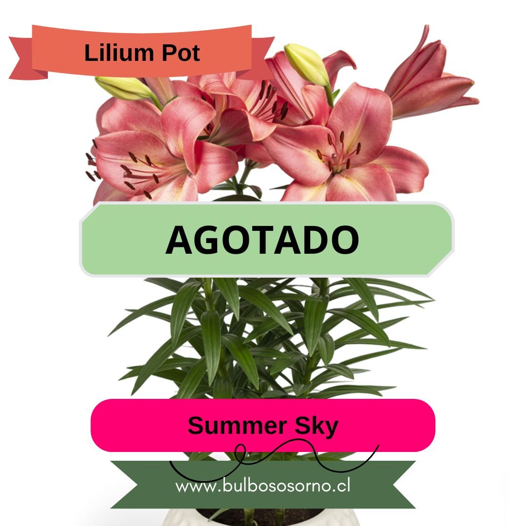 Bulbos Lilium Pot (enanos)