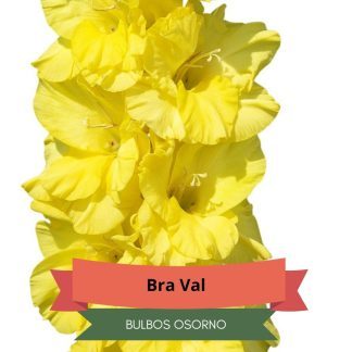 Cormos de Gladiolo BraVal