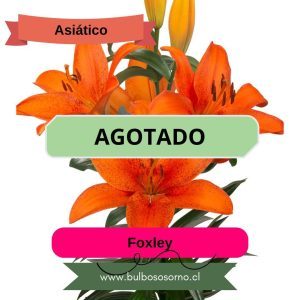 Bulbos de Lilium Asiático Naranjo