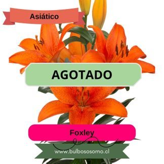 Bulbos de Lilium Asiático Naranjo