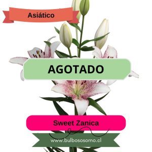 Bulbos de Lilium Asiático Sweet Zanica