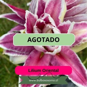 Bulbos de Lilium Orientales
