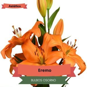 Bulbos de Lilium Asiático Naranjo