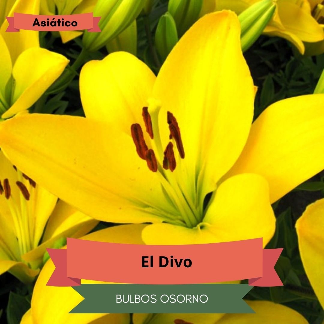 Bulbos de Lilium Asiático Amarillo