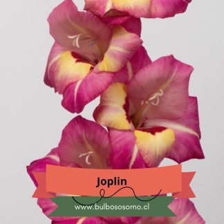 Cormos de Gladiolo Joplin