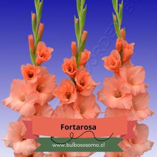 Cormos de Gladiolo Fortarosa