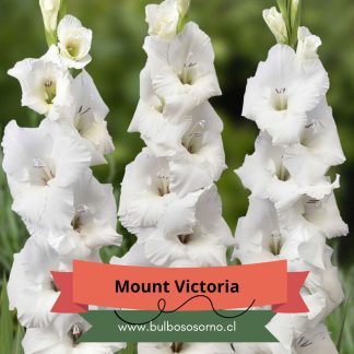 Cormos de Gladiolo Mount Victoria