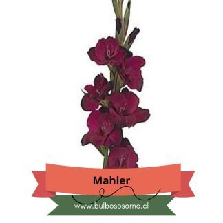 Cormos de Gladiolo Mahler