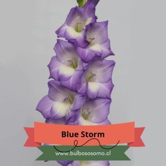 Cormos de Gladiolo Blue Storm
