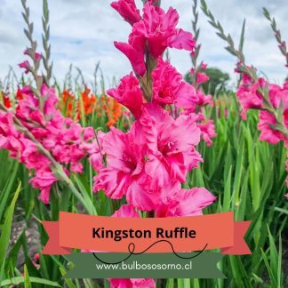 Cormos de Gladiolo Kingston Ruffle