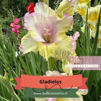 Pack Cormos de Gladiolos calibre 12-14