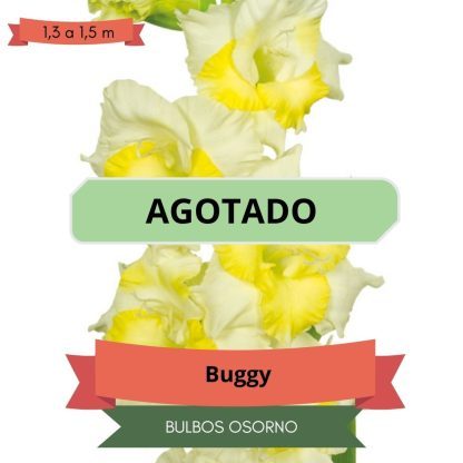 Cormos de Gladiolo Buggy