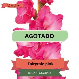 Cormos de Gladiolo Fairytale Pink