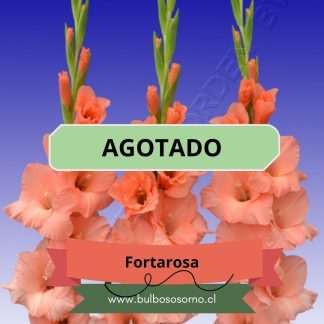 Cormos de Gladiolo Fortarosa