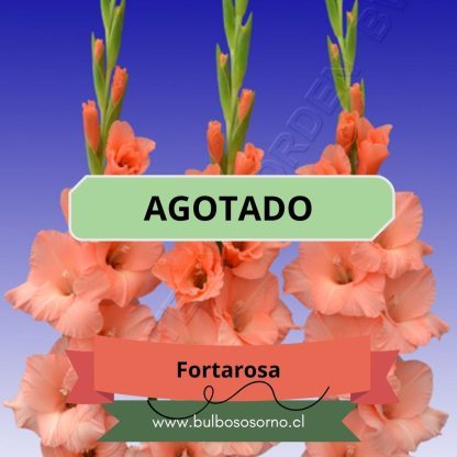 Cormos de Gladiolo Fortarosa