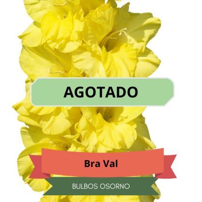 Cormos de Gladiolo BraVal
