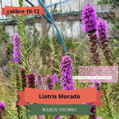 Bulbos de Liatris al detalle y por mayor - Imagen 5