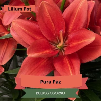 Bulbos Lilium Pot (enanos) - Imagen 2