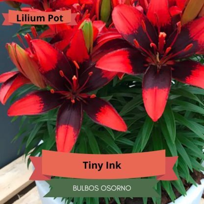 Bulbos Lilium Pot (enanos) - Imagen 10
