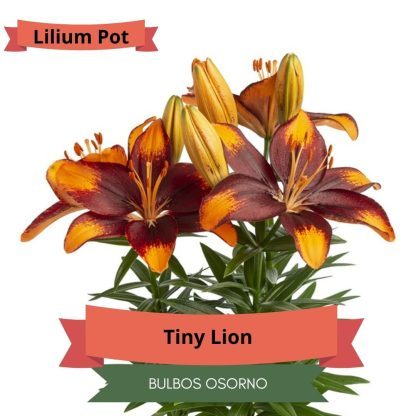 Bulbos Lilium Pot (enanos) - Imagen 9