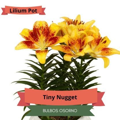 Bulbos Lilium Pot (enanos) - Imagen 8