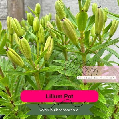 Bulbos Lilium Pot (enanos) - Imagen 5