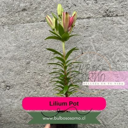 Bulbos Lilium Pot (enanos) - Imagen 6