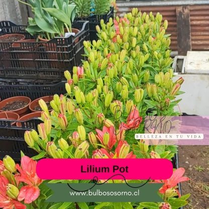 Bulbos Lilium Pot (enanos) - Imagen 7