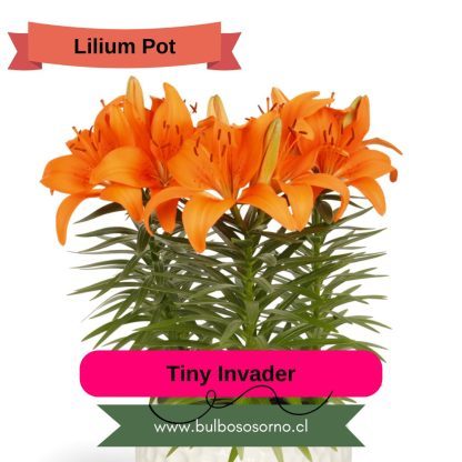 Bulbos Lilium Pot (enanos) PREVENTA - Imagen 5
