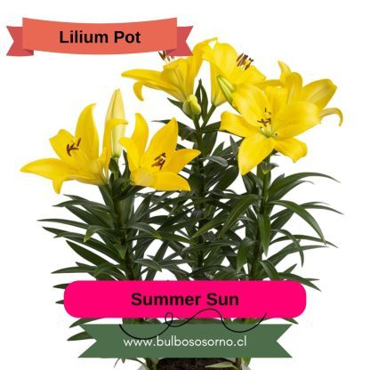 Bulbos Lilium Pot (enanos) PREVENTA - Imagen 4