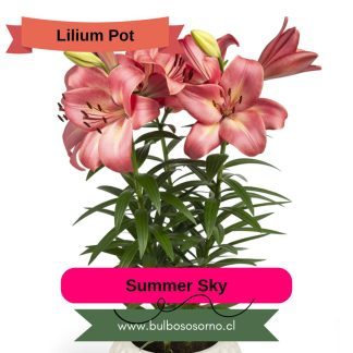 Bulbos Lilium Pot (enanos) PREVENTA