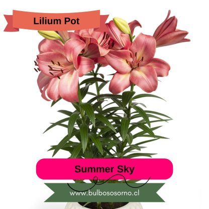 Bulbos Lilium Pot (enanos) PREVENTA