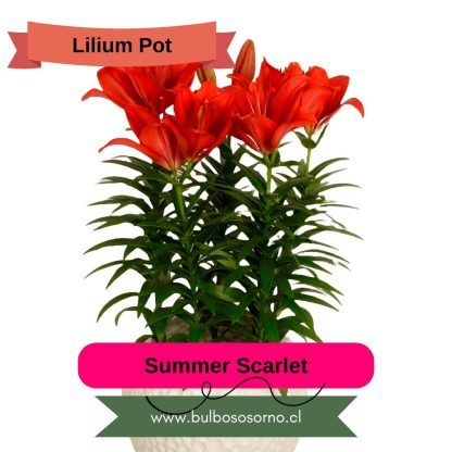 Bulbos Lilium Pot (enanos) PREVENTA - Imagen 3